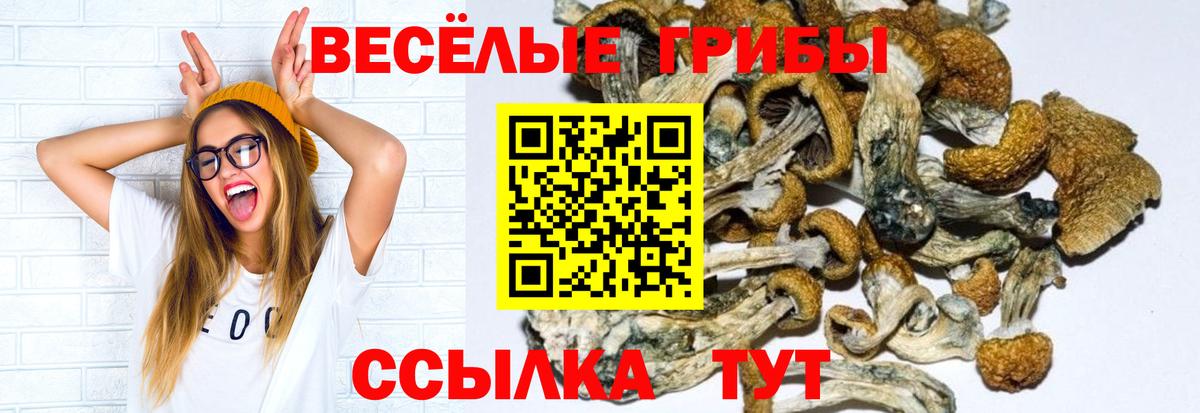 Галлюциногенные грибы Psilocybe Топки